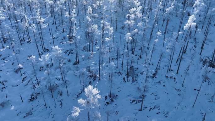 航拍林海雪原银色松林