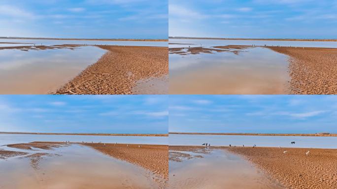 黄河湿地白鹭生态航拍