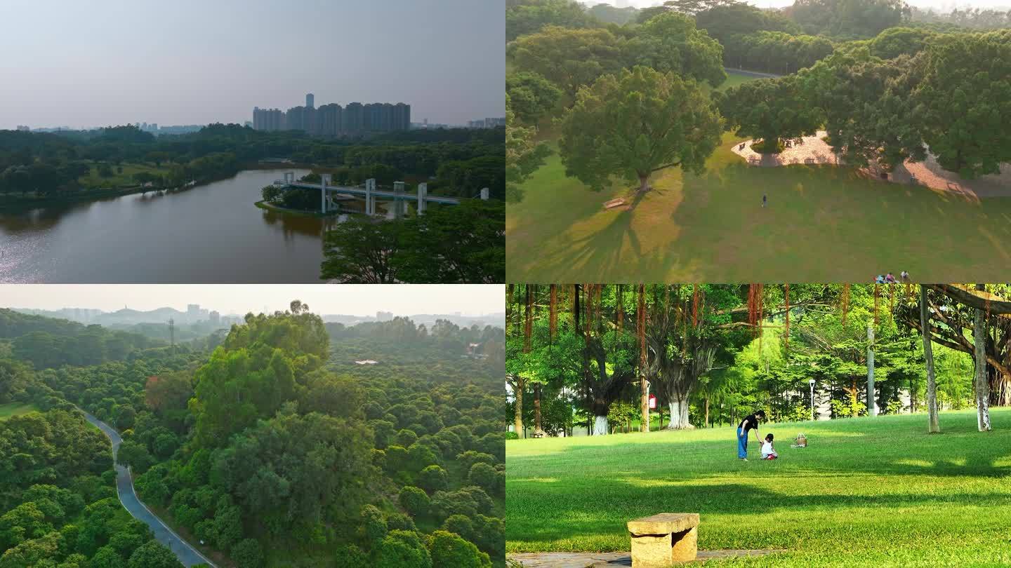 4K航拍东莞植物园大片树林森林城市绿化