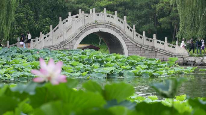 圆明园荷花池子小船视频素材