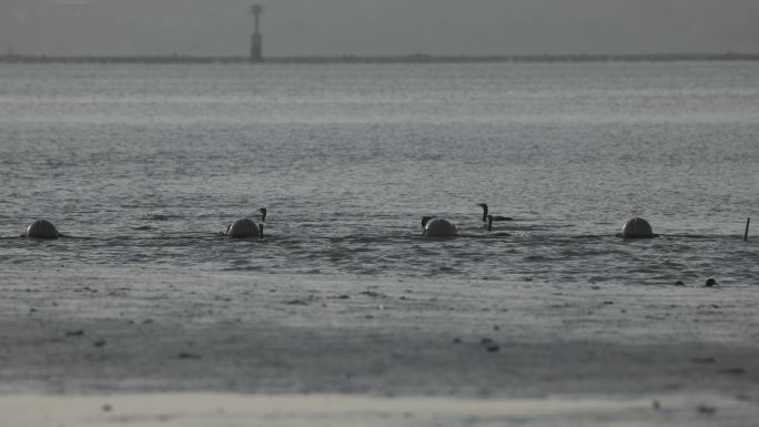 深圳湾海边鸬鹚