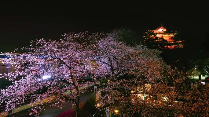 武汉汉阳江滩晴川阁公园和樱花风光