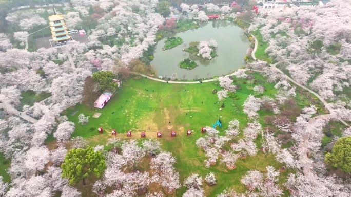 湖北武汉东湖樱花园春季风光