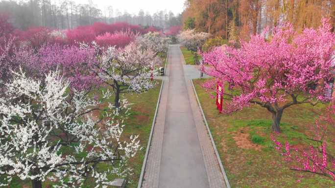 武汉东湖梅园景区春季梅花风光