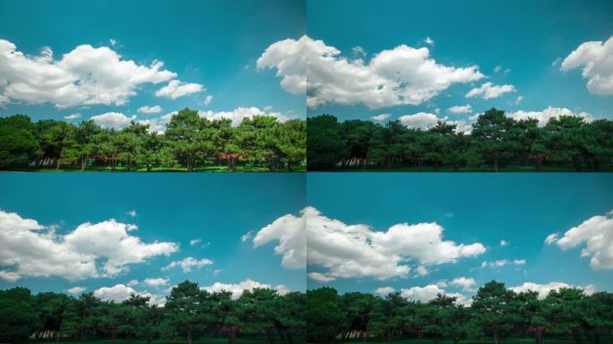 蓝天白云绿色树叶延时视频素材