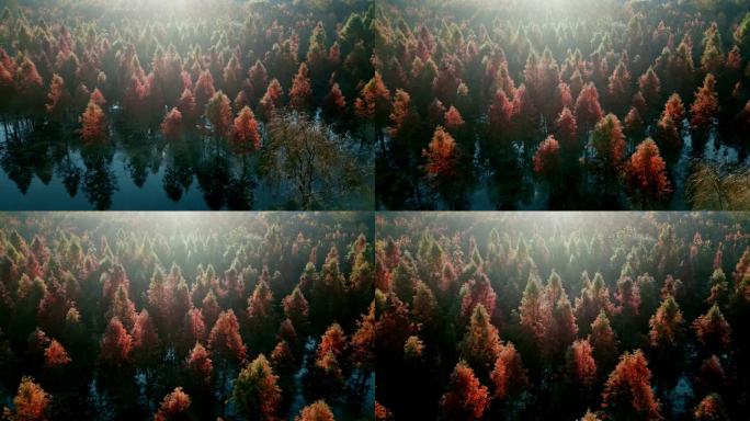 冬季水杉红色树叶逆光近景