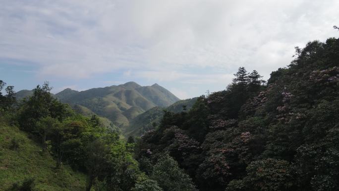 阳春鸡笼顶大草原