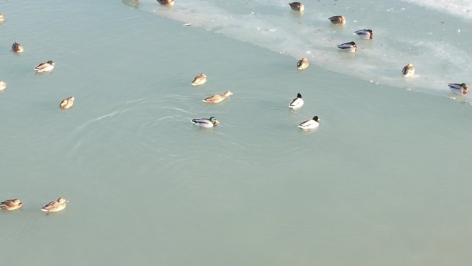 生态迁徙水鸟鸭子绿头鸭水面鸟类鸟群