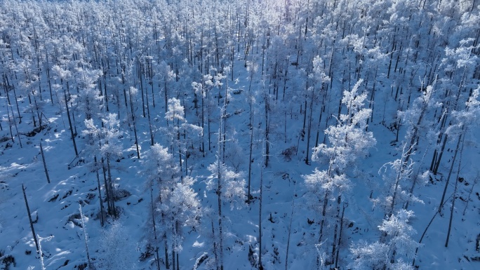 航拍林海雪原银色松林