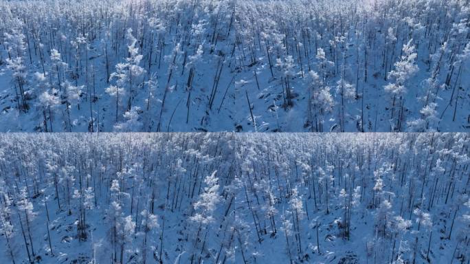 航拍林海雪原银色松林