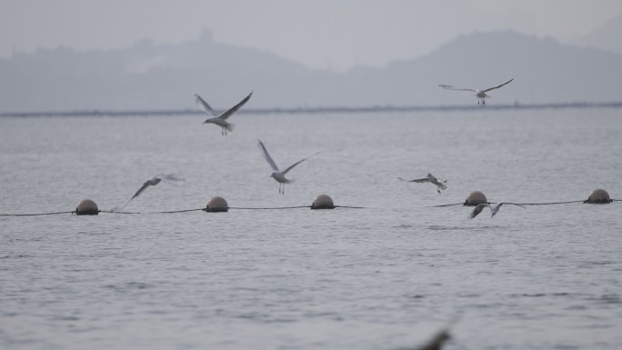 深圳湾飞翔的海鸥