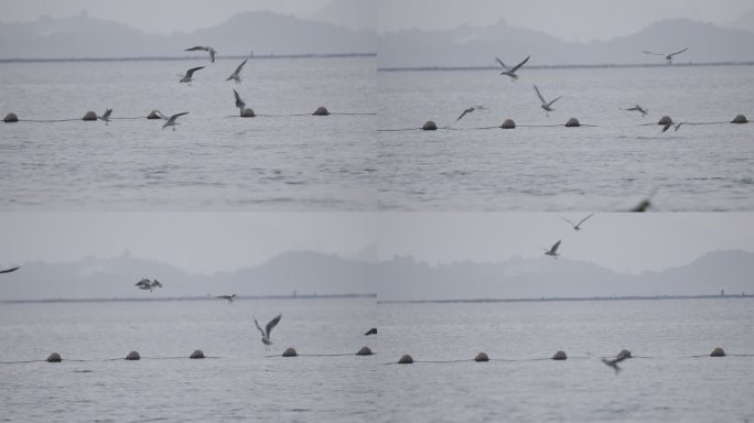 深圳湾飞翔的海鸥