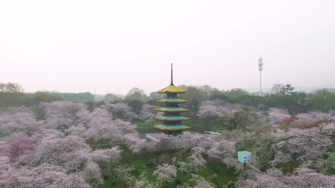 湖北武汉东湖樱花园春季风光