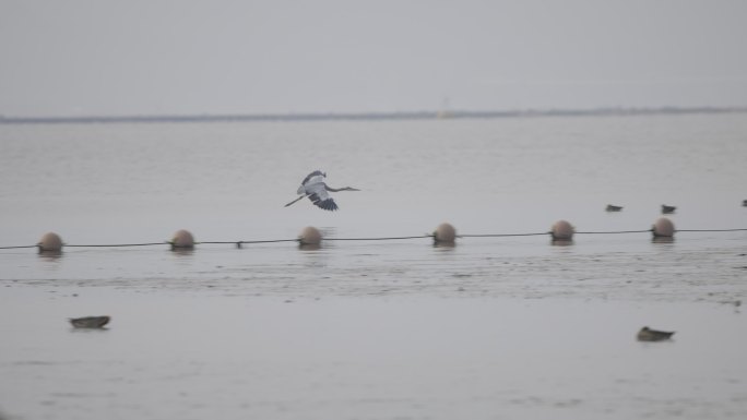 白鹭飞过海面