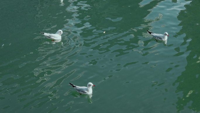城市海鸥昆明冬天清澈河水游戏的红嘴鸥