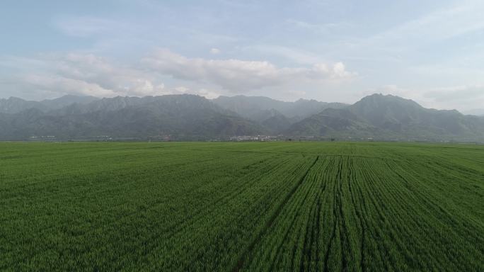 秦岭麦田