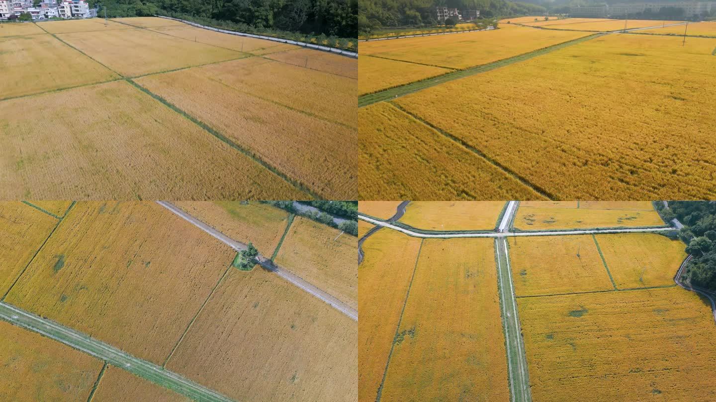 黄金水稻农田农业大米丰收航拍空境