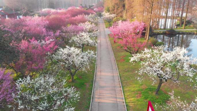 武汉东湖梅园景区春季梅花风光