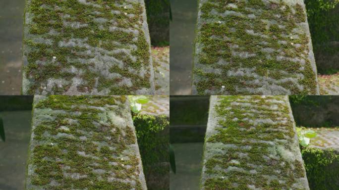 岁月痕迹青苔视频公园石阶上长满绿色青苔