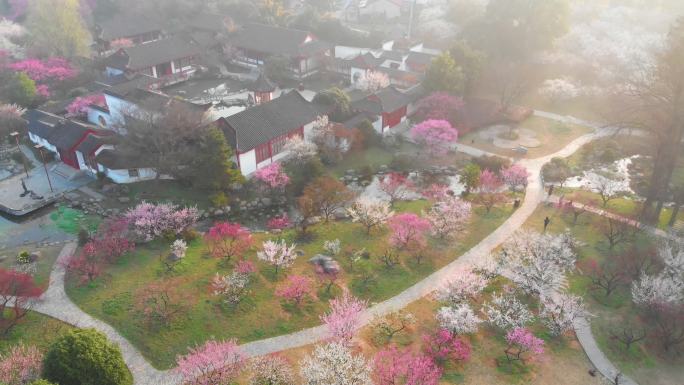 武汉东湖梅园景区春季梅花风光