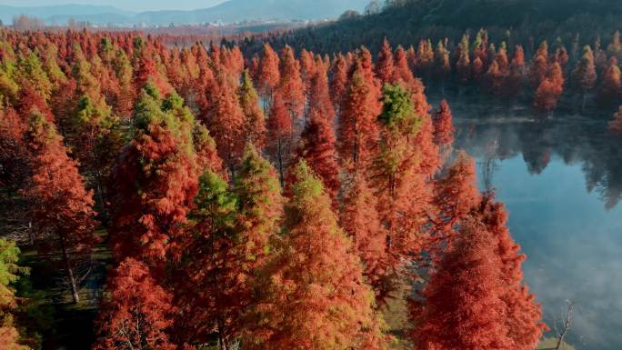 冬季水杉红色树叶近景