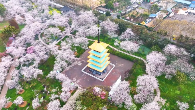 湖北武汉东湖樱花园春季风光