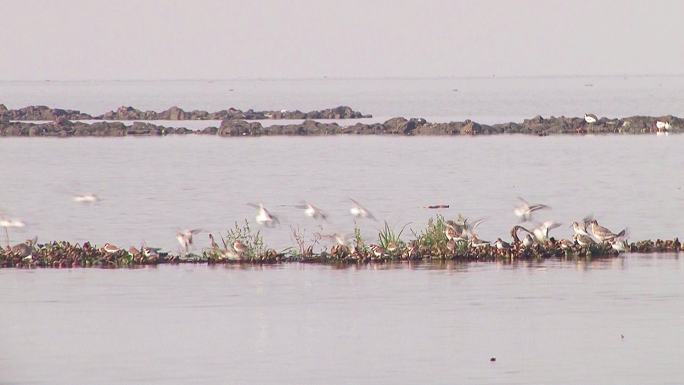 湿地群鸟飞舞慢镜头