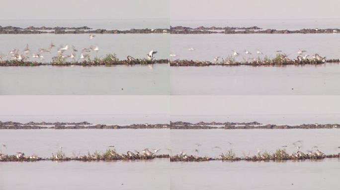 湿地群鸟飞舞慢镜头