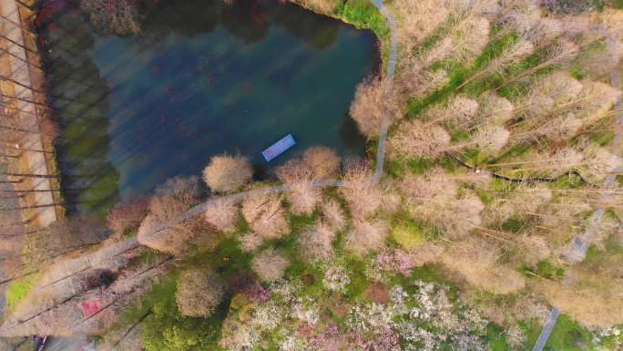 武汉东湖梅园景区春季梅花风光