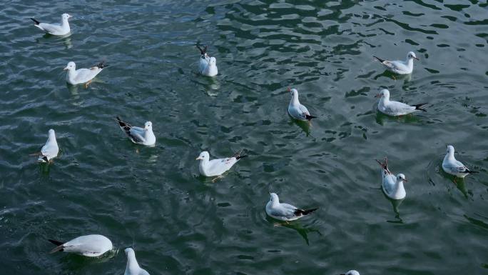 城市海鸥昆明冬季湖面上的红嘴鸥