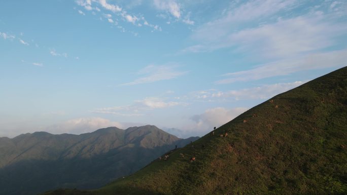 阳春鸡笼顶大草原