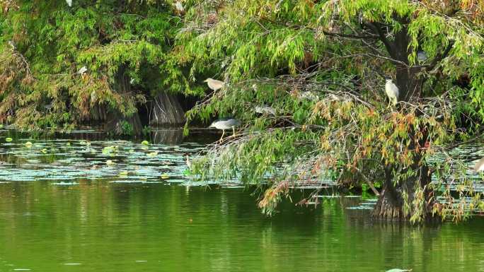 4K航拍公园里的鹭鸟白鹭夜露池鹭水杉树