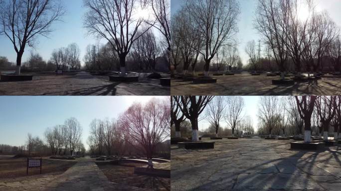 潍坊 白浪河 北辰 湿地公园 树木 冬季