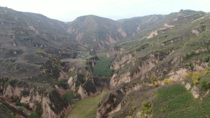 山沟     树苗      黄土山坡