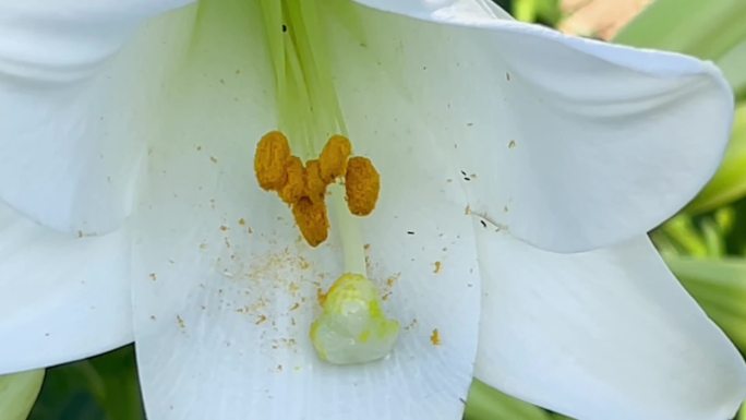 百合花、鲜花盛开、花朵特写 01