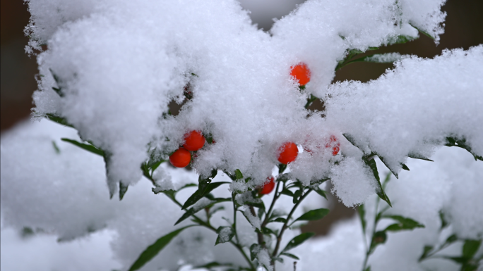 寒冬夜晚雪花飞舞