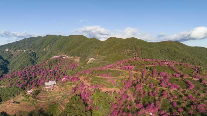 5K-南涧樱花谷航拍延时，无量山延时