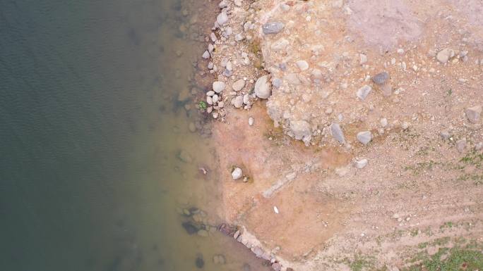 河边水边岸边俯拍河岸边水面白鹭生态湖飞鸟