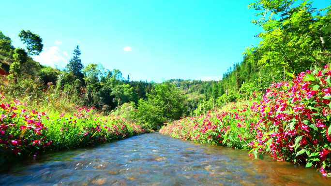 清澈的河边开满小红花