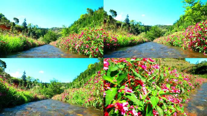 清澈的河边开满小红花