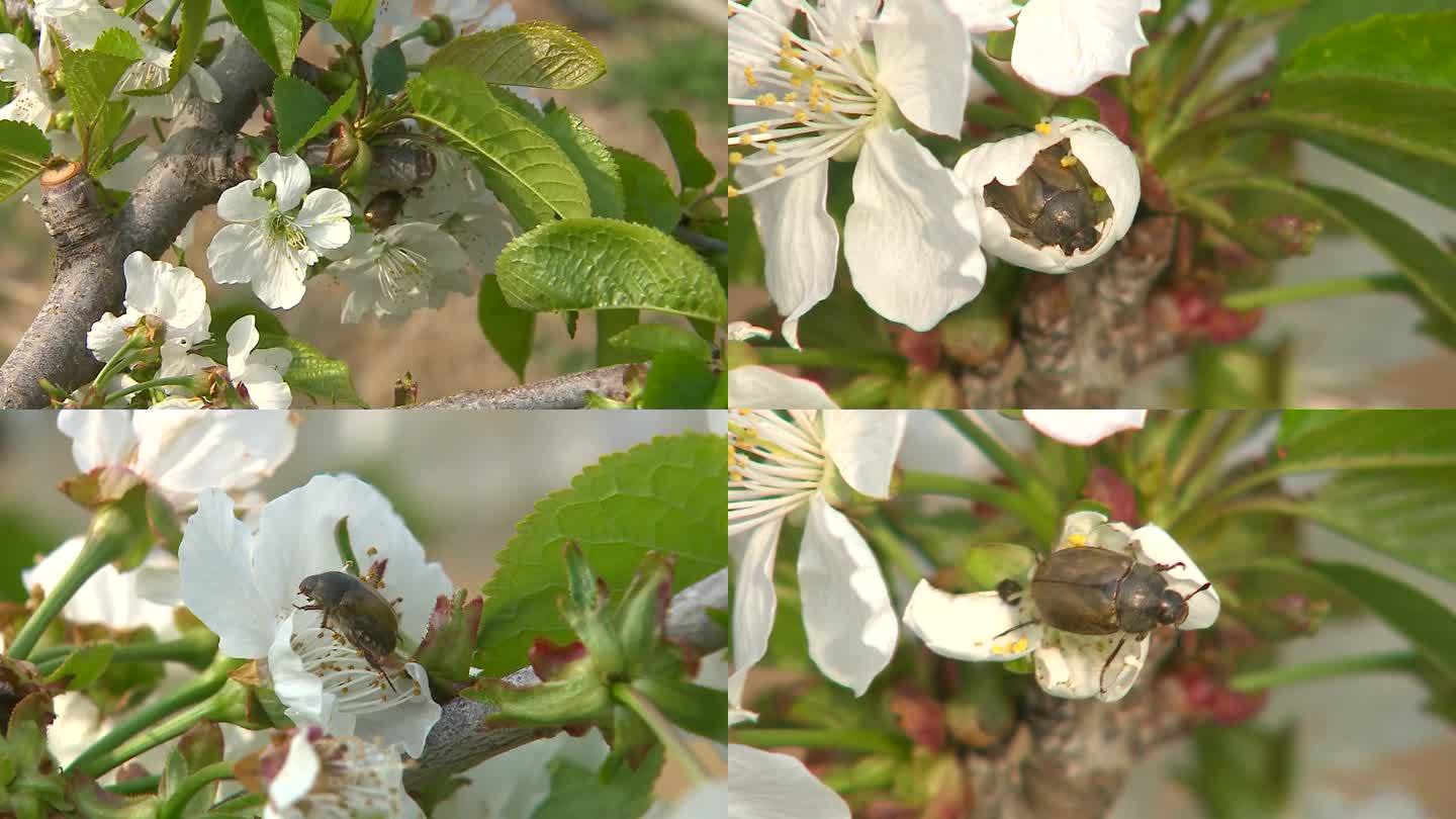 樱桃花金龟子