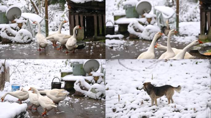 原生态乡村下雪大白鹅觅食