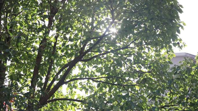 阳光透过树叶缝隙映照出来