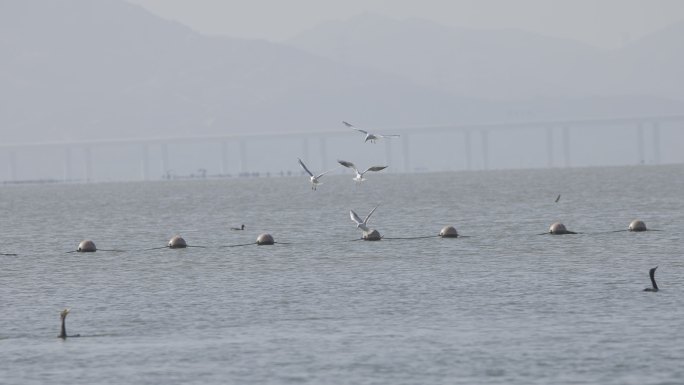 捕食的海鸥群