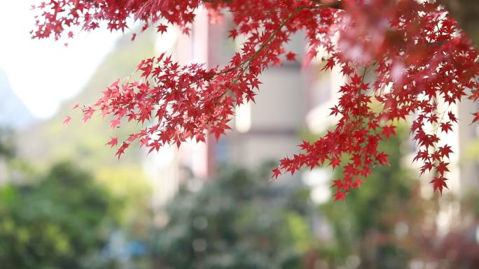 秋天的红枫叶枝叶在建筑的背景下摇动