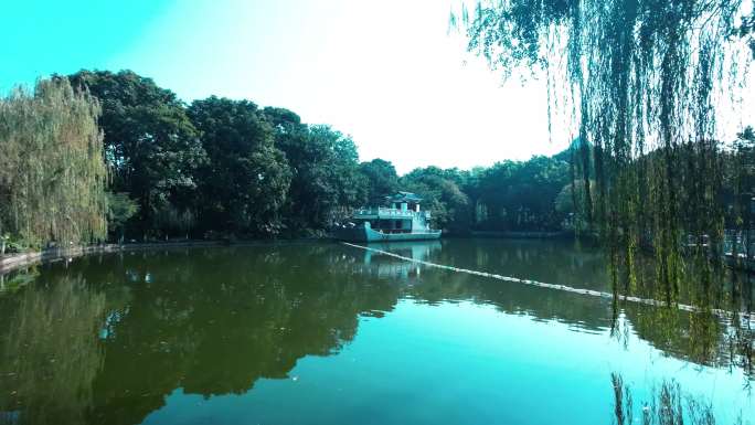 金茶花公园柳树
