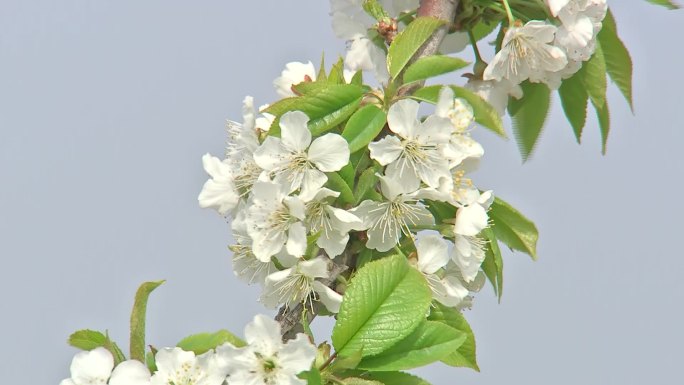 樱桃花