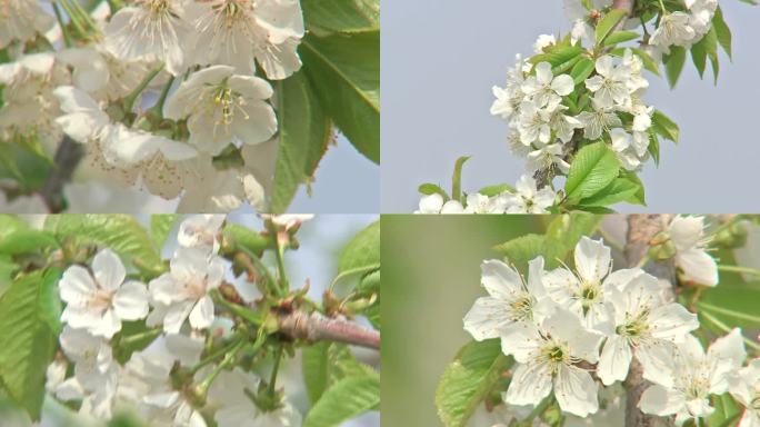 樱桃花