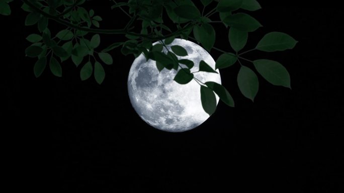 满月圆月银色月亮风吹树叶夜色月色浪漫唯美