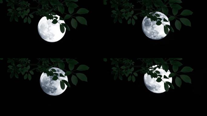 满月圆月银色月亮风吹树叶夜色月色浪漫唯美